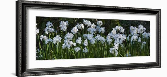 Daffodil Blooms-Anna Miller-Framed Photographic Print