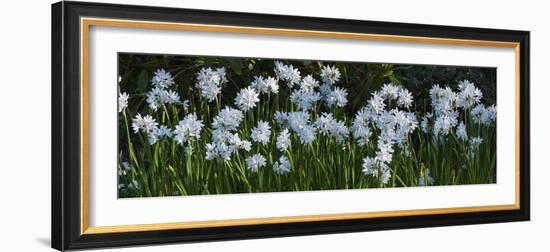 Daffodil Blooms-Anna Miller-Framed Photographic Print