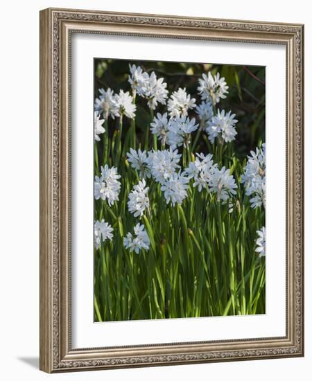 Daffodil Blooms-Anna Miller-Framed Photographic Print