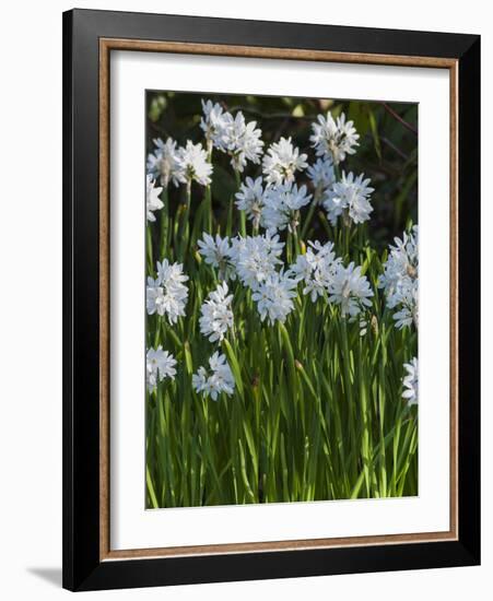 Daffodil Blooms-Anna Miller-Framed Photographic Print