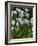 Daffodil Blooms-Anna Miller-Framed Photographic Print