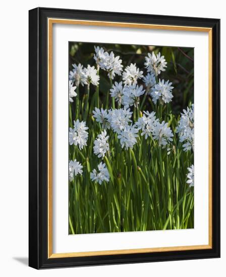 Daffodil Blooms-Anna Miller-Framed Photographic Print