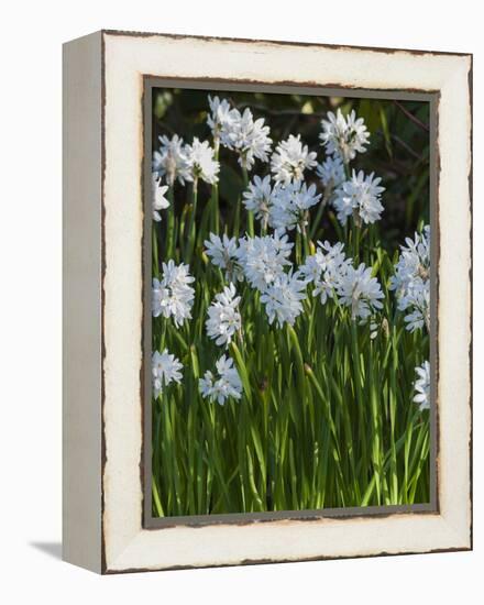 Daffodil Blooms-Anna Miller-Framed Premier Image Canvas