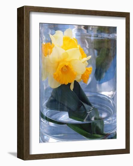 Daffodil Blooms-Anna Miller-Framed Photographic Print