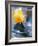 Daffodil Blooms-Anna Miller-Framed Photographic Print