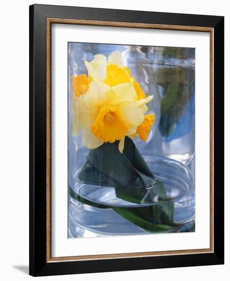 Daffodil Blooms-Anna Miller-Framed Photographic Print