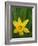 Daffodil Blooms-Anna Miller-Framed Photographic Print