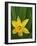 Daffodil Blooms-Anna Miller-Framed Photographic Print