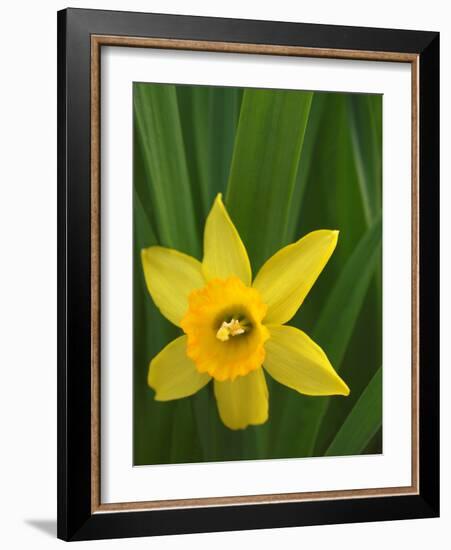 Daffodil Blooms-Anna Miller-Framed Photographic Print