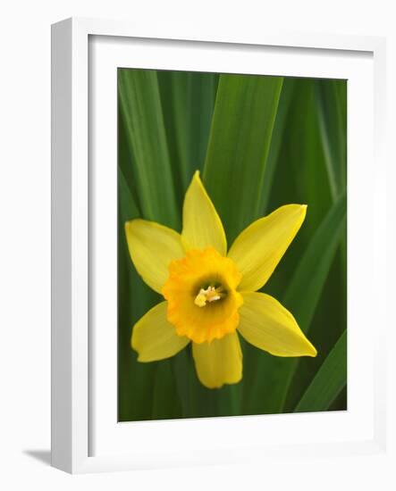 Daffodil Blooms-Anna Miller-Framed Photographic Print