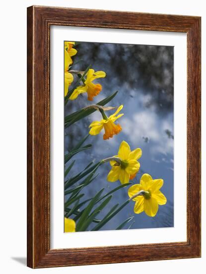 Daffodil Blooms-Anna Miller-Framed Photographic Print