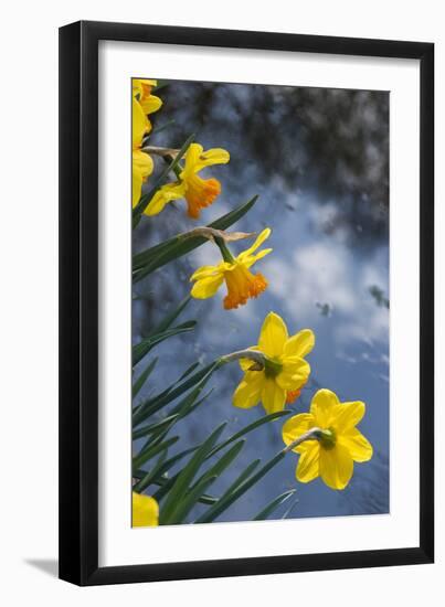 Daffodil Blooms-Anna Miller-Framed Photographic Print