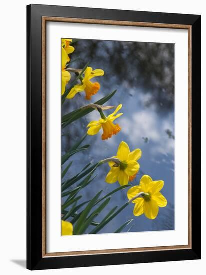 Daffodil Blooms-Anna Miller-Framed Photographic Print