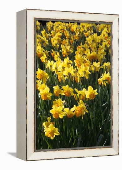 Daffodil Blooms-Anna Miller-Framed Premier Image Canvas