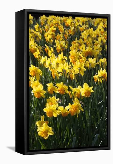 Daffodil Blooms-Anna Miller-Framed Premier Image Canvas