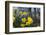Daffodil Blooms-Anna Miller-Framed Photographic Print