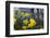 Daffodil Blooms-Anna Miller-Framed Photographic Print