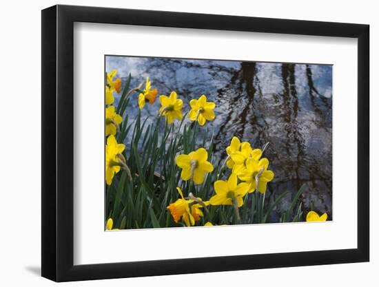 Daffodil Blooms-Anna Miller-Framed Photographic Print