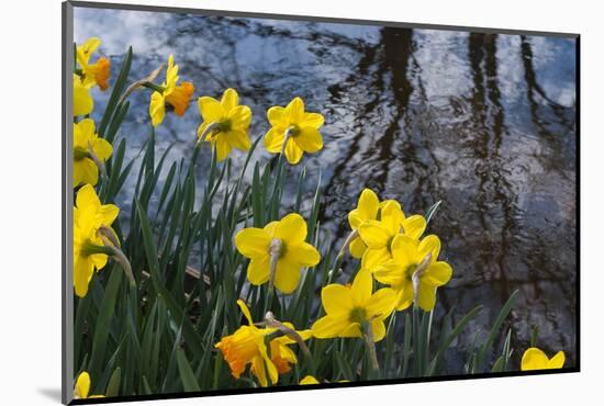 Daffodil Blooms-Anna Miller-Mounted Photographic Print