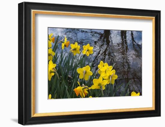 Daffodil Blooms-Anna Miller-Framed Photographic Print