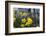 Daffodil Blooms-Anna Miller-Framed Photographic Print
