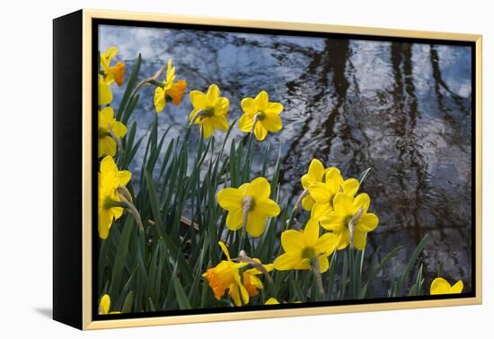 Daffodil Blooms-Anna Miller-Framed Premier Image Canvas