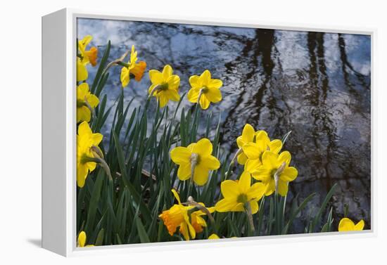 Daffodil Blooms-Anna Miller-Framed Premier Image Canvas