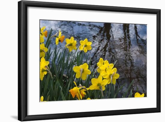 Daffodil Blooms-Anna Miller-Framed Photographic Print