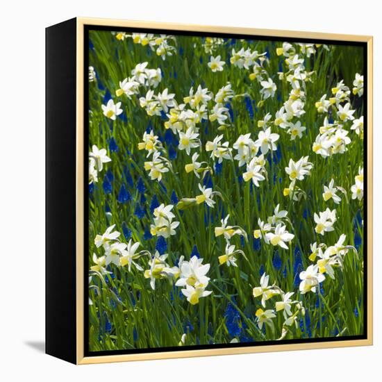 Daffodil Blooms-Anna Miller-Framed Premier Image Canvas