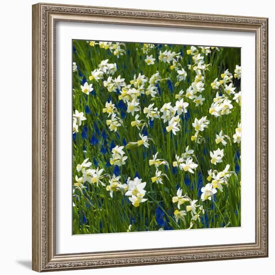 Daffodil Blooms-Anna Miller-Framed Photographic Print