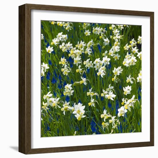 Daffodil Blooms-Anna Miller-Framed Photographic Print