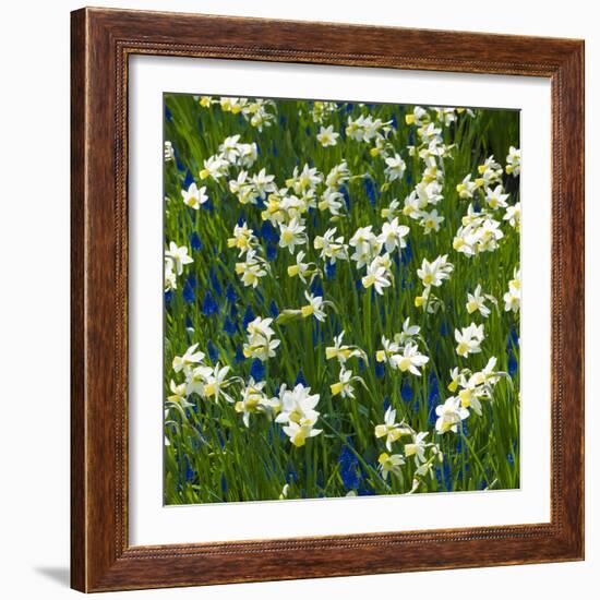 Daffodil Blooms-Anna Miller-Framed Photographic Print