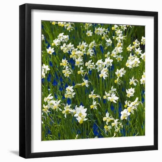 Daffodil Blooms-Anna Miller-Framed Photographic Print