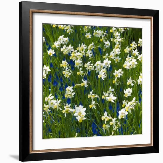 Daffodil Blooms-Anna Miller-Framed Photographic Print