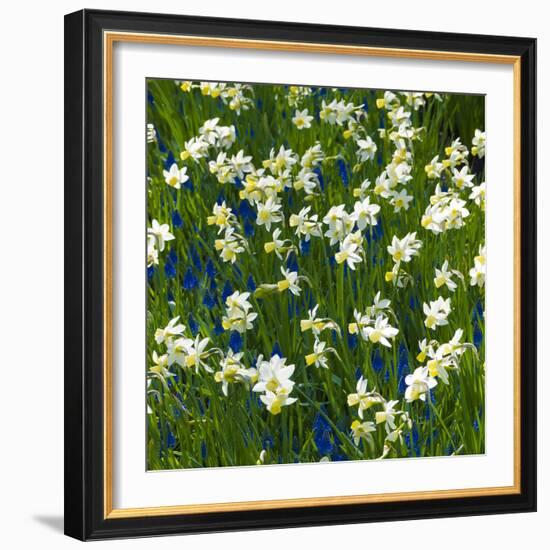 Daffodil Blooms-Anna Miller-Framed Photographic Print