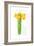 Daffodil Bunch, 2014-John Keeling-Framed Giclee Print