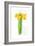 Daffodil Bunch, 2014-John Keeling-Framed Giclee Print