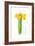 Daffodil Bunch, 2014-John Keeling-Framed Giclee Print