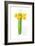 Daffodil Bunch, 2014-John Keeling-Framed Giclee Print