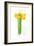 Daffodil Bunch, 2014-John Keeling-Framed Giclee Print