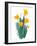 Daffodil Bunch II-Jacob Green-Framed Art Print