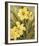 Daffodil Dance - Sway-Aurora Bell-Framed Giclee Print