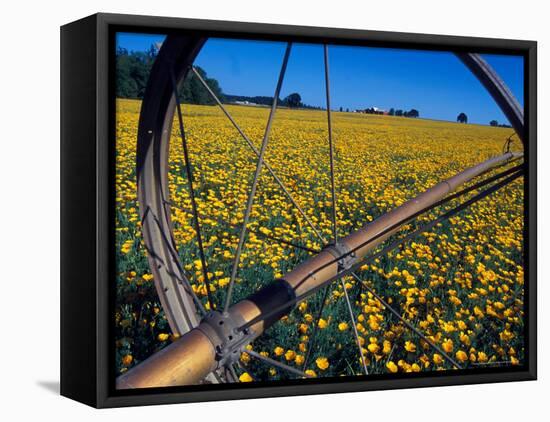 Daffodil Farm in the Willamette Valley, Oregon, USA-Janis Miglavs-Framed Premier Image Canvas