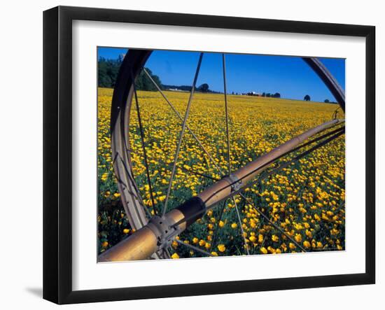 Daffodil Farm in the Willamette Valley, Oregon, USA-Janis Miglavs-Framed Photographic Print