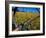 Daffodil Farm in the Willamette Valley, Oregon, USA-Janis Miglavs-Framed Photographic Print