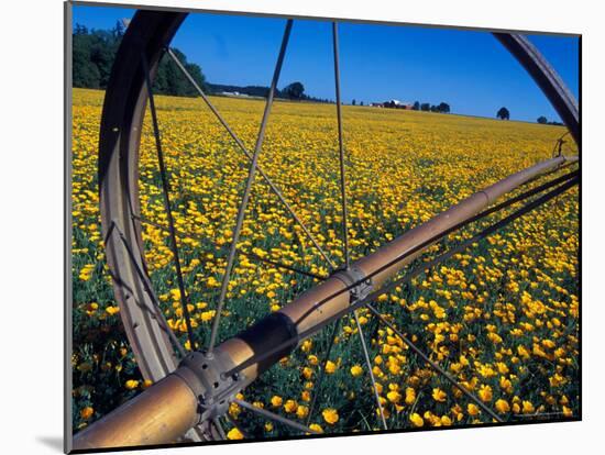 Daffodil Farm in the Willamette Valley, Oregon, USA-Janis Miglavs-Mounted Photographic Print