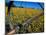 Daffodil Farm in the Willamette Valley, Oregon, USA-Janis Miglavs-Mounted Photographic Print