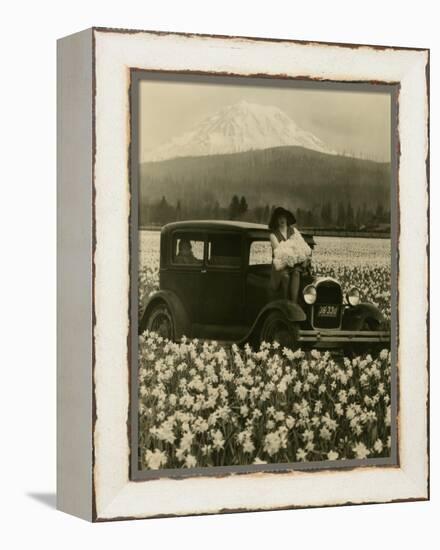 Daffodil Field, Automobile and Mount Rainier, ca. 1929-Marvin Boland-Framed Premier Image Canvas