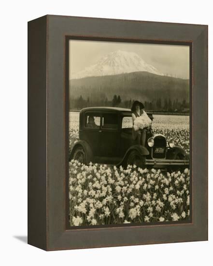 Daffodil Field, Automobile and Mount Rainier, ca. 1929-Marvin Boland-Framed Premier Image Canvas