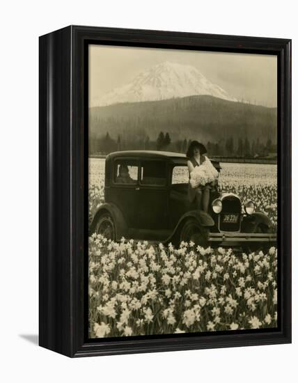 Daffodil Field, Automobile and Mount Rainier, ca. 1929-Marvin Boland-Framed Premier Image Canvas